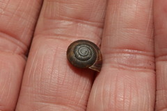 Trochulus striolatus