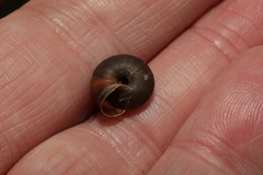 Trochulus striolatus