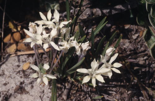 Babiana tubiflora