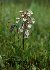 Epipactis palustris