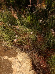 Limonium cancellatum