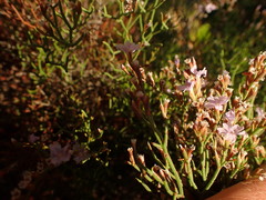 Limonium cancellatum
