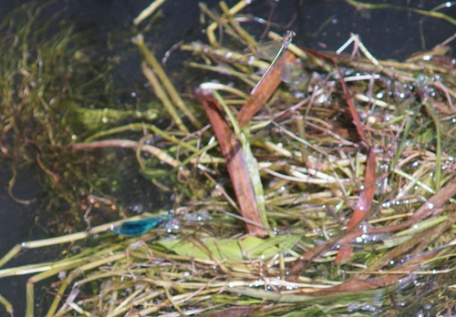 Banded demoiselle