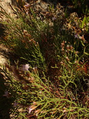 Limonium cancellatum