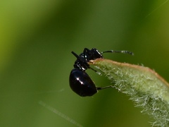 Dolichoderus taschenbergi