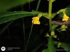 Leucocarpus perfoliatus