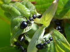 Dolichoderus taschenbergi