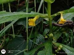 Leucocarpus perfoliatus