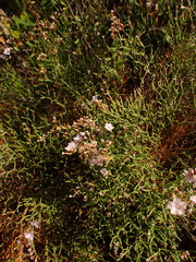 Limonium cancellatum
