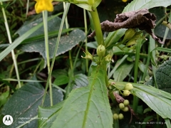 Leucocarpus perfoliatus
