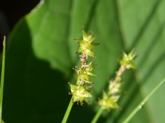 Stellulatae