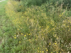 Hieracium laevigatum