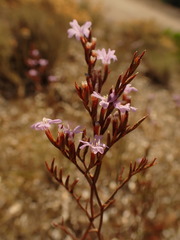 Limonium