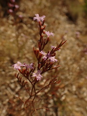 Limonium