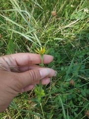 Scorzonera laciniata