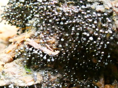 Trichia botrytis