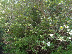Myrtus communis