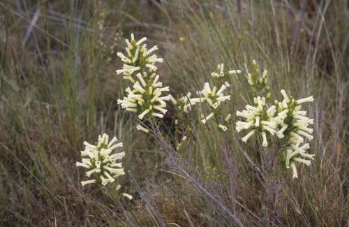 Hard Heath (Erica kogelbergensis)