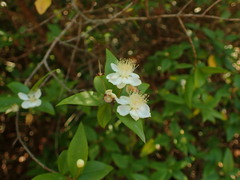 Myrtus communis