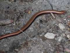 Anguis fragilis