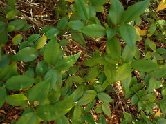 Myrtus communis