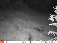 Vulpes vulpes crucigera