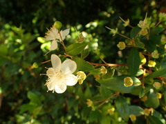 Myrtus communis