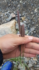 Hordeum brevisubulatum