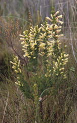 Erica macowanii
