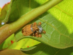 Antiteuchus sepulcralis