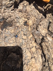 Chrysochus cobaltinus