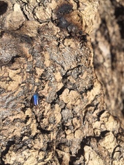 Chrysochus cobaltinus