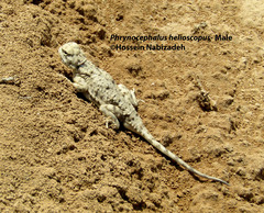 Phrynocephalus helioscopus