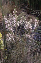 Erica perspicua perspicua