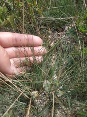 Festuca valesiaca