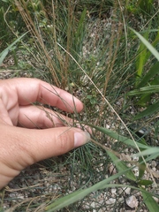 Festuca valesiaca