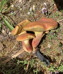 Xerocomellus armeniacus