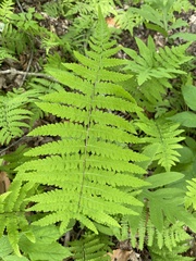 Deparia acrostichoides