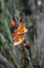 Gladiolus brevitubus