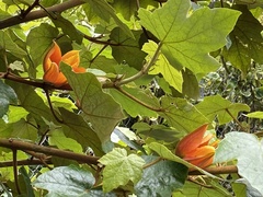 Chiranthodendreae