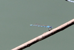 Enallagma doubledayi