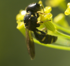 Ectemnius stirpicola