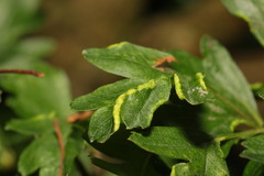 Phyllocoptes goniothorax