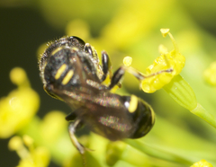 Ectemnius stirpicola