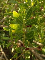 Pistacia lentiscus
