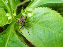 Himacerus mirmicoides