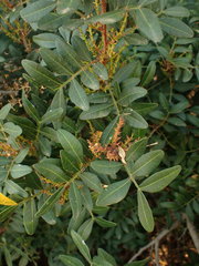 Pistacia lentiscus