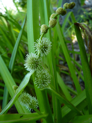 Sparganium eurycarpum