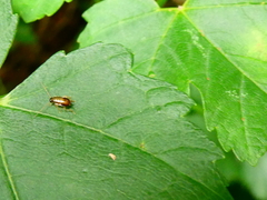 Phyllodromica maculata