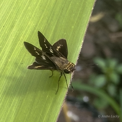 Platylesches moritili